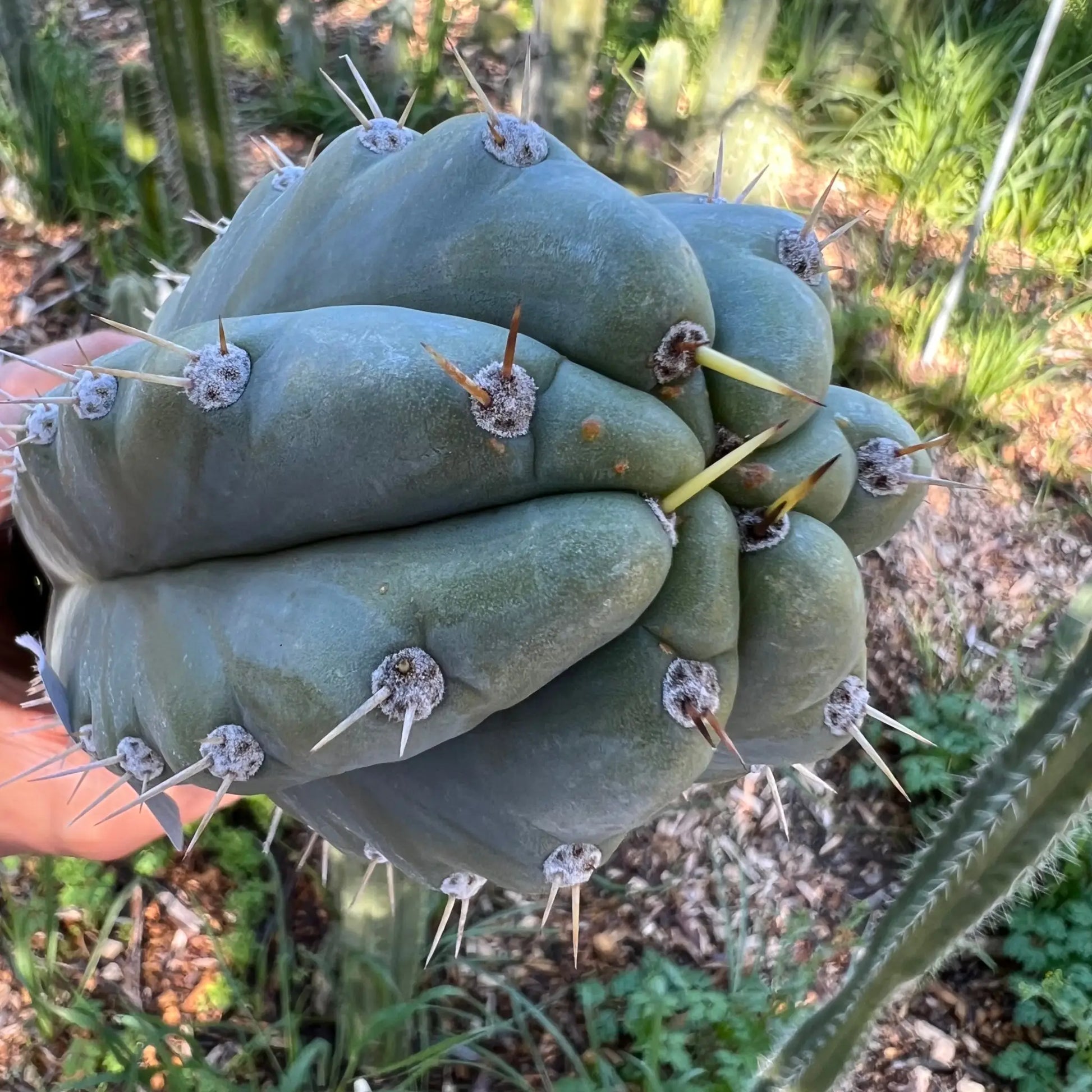 TCP - long cuttings - c5 18” tip cut - live cactus plant