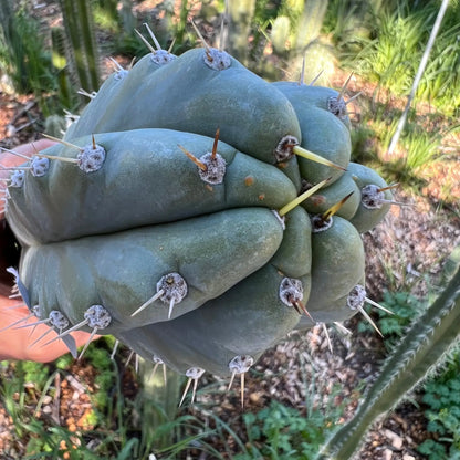 TCP - long cuttings - c5 18” tip cut - live cactus plant