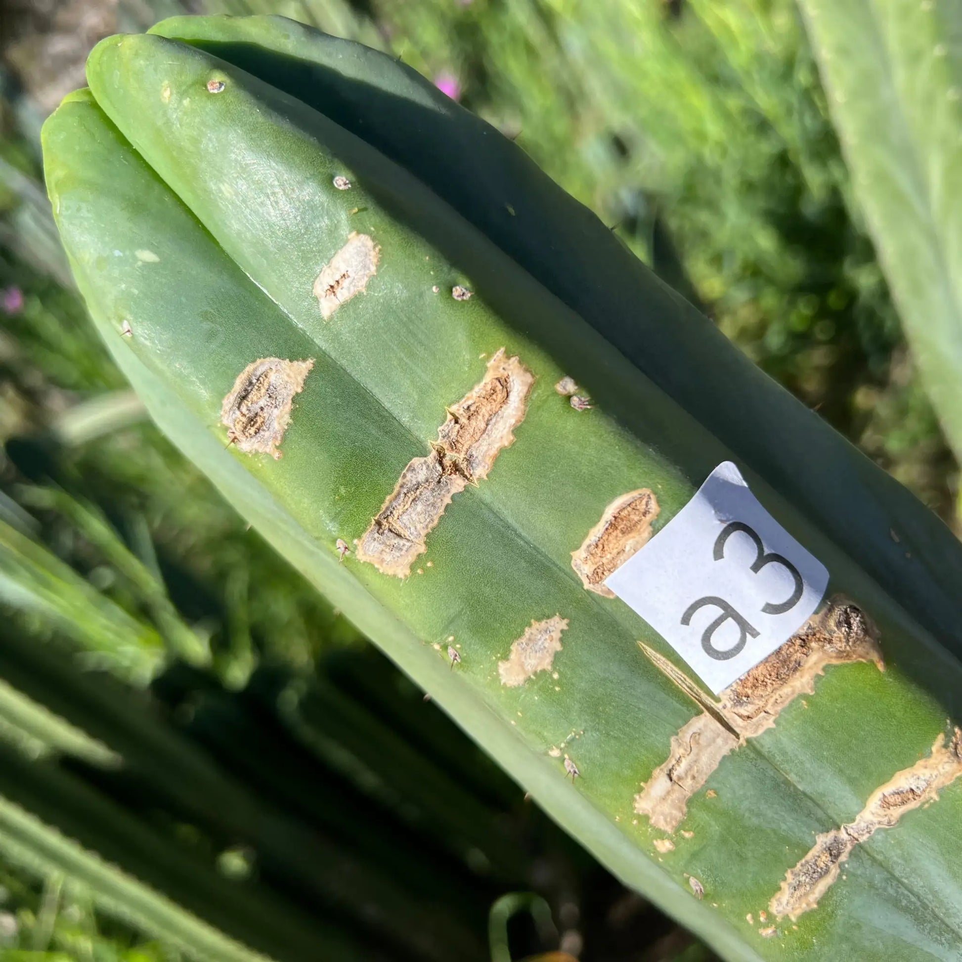 TCP - long cuttings - live cactus plant