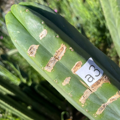 TCP - long cuttings - live cactus plant