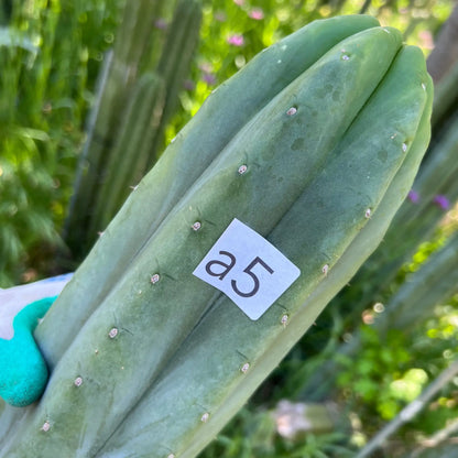 TCP - long cuttings - live cactus plant