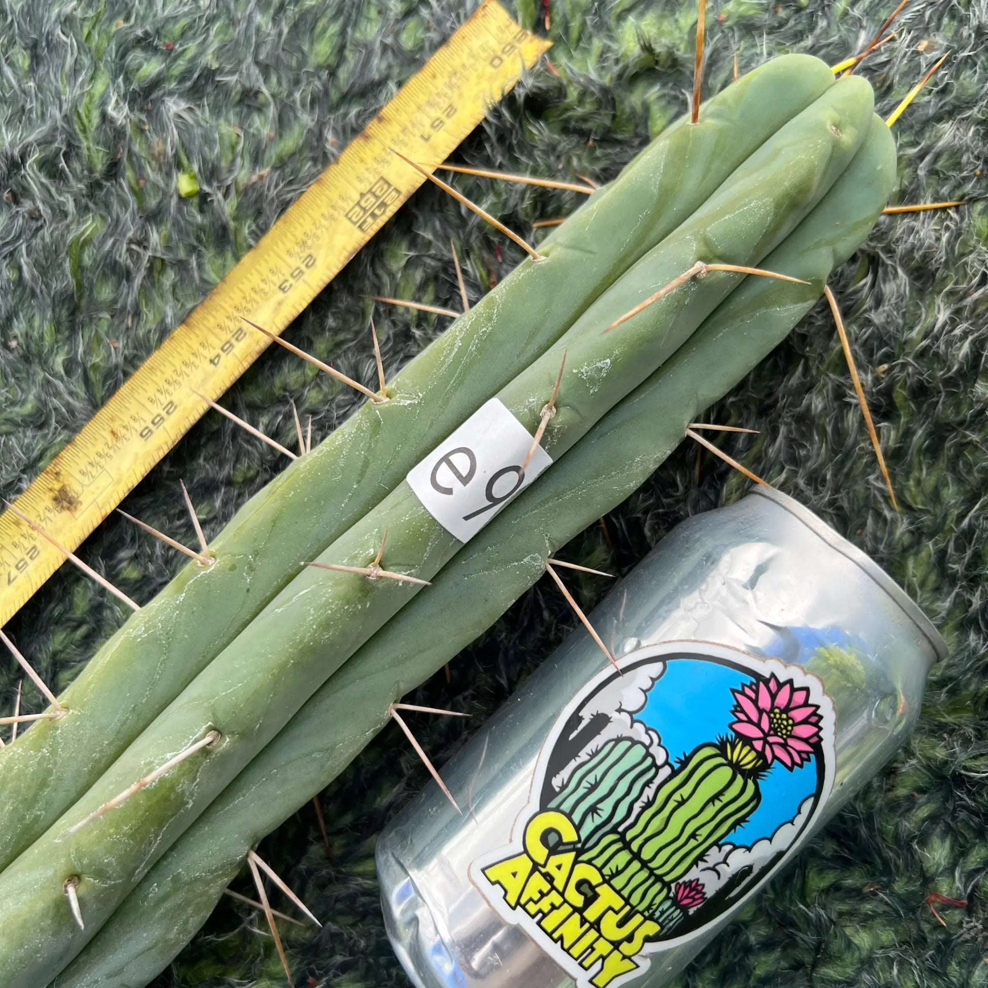 TCP - long cuttings - e9 14” tip cut - live cactus plant