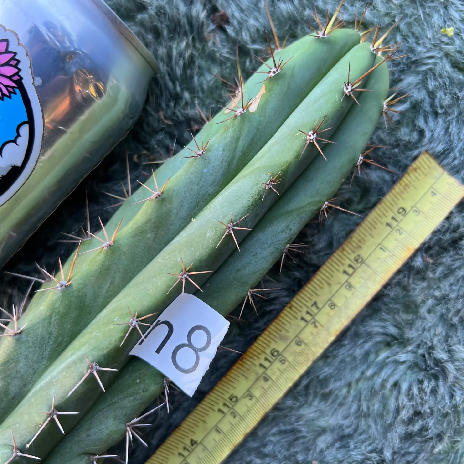 tipz macro x super pedro - n8 10” tip cutting - live