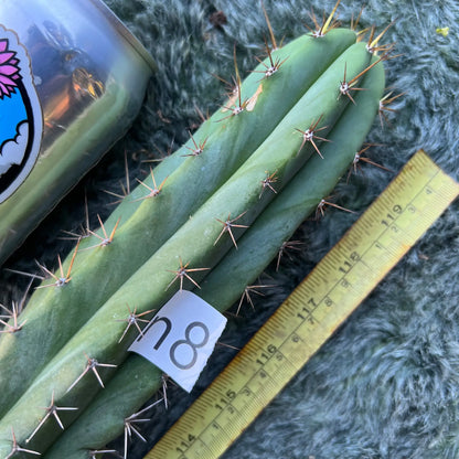 tipz macro x super pedro - n8 10” tip cutting - live