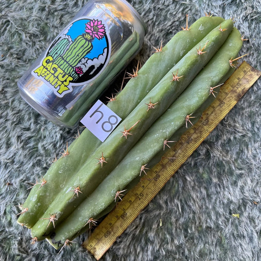 TJG x Bertha - h8 10” tip cut - live cactus plant