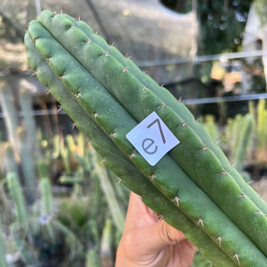 Toad - e7 14” tip cut - live cactus plant