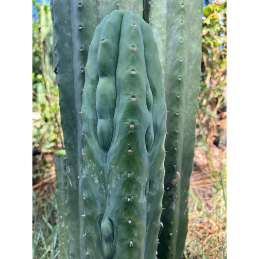 Tom J’s Giant (yard) - live cactus plant cutting