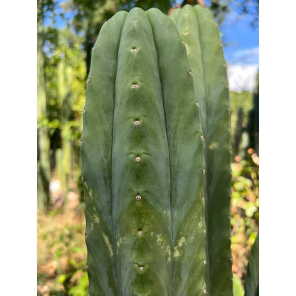 Tom J’s Giant (yard) - live cactus plant cutting