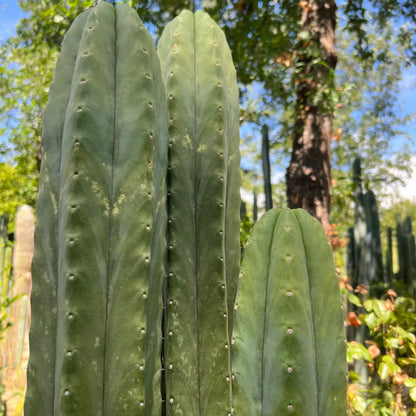 Tom J’s Giant (yard) - live cactus plant cutting