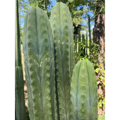 Tom J’s Giant (yard) - live cactus plant cutting