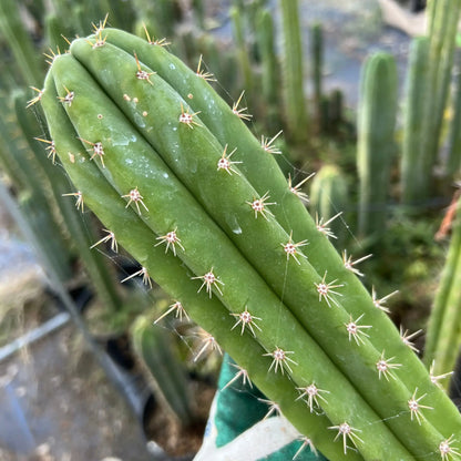 Torres x Ecuadorian pach - 14” tip cut - live cactus plant