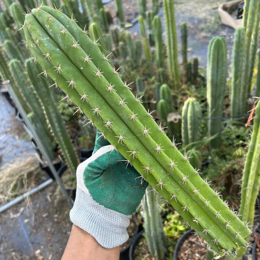 Torres x Ecuadorian pach - 14” tip cut - live cactus plant