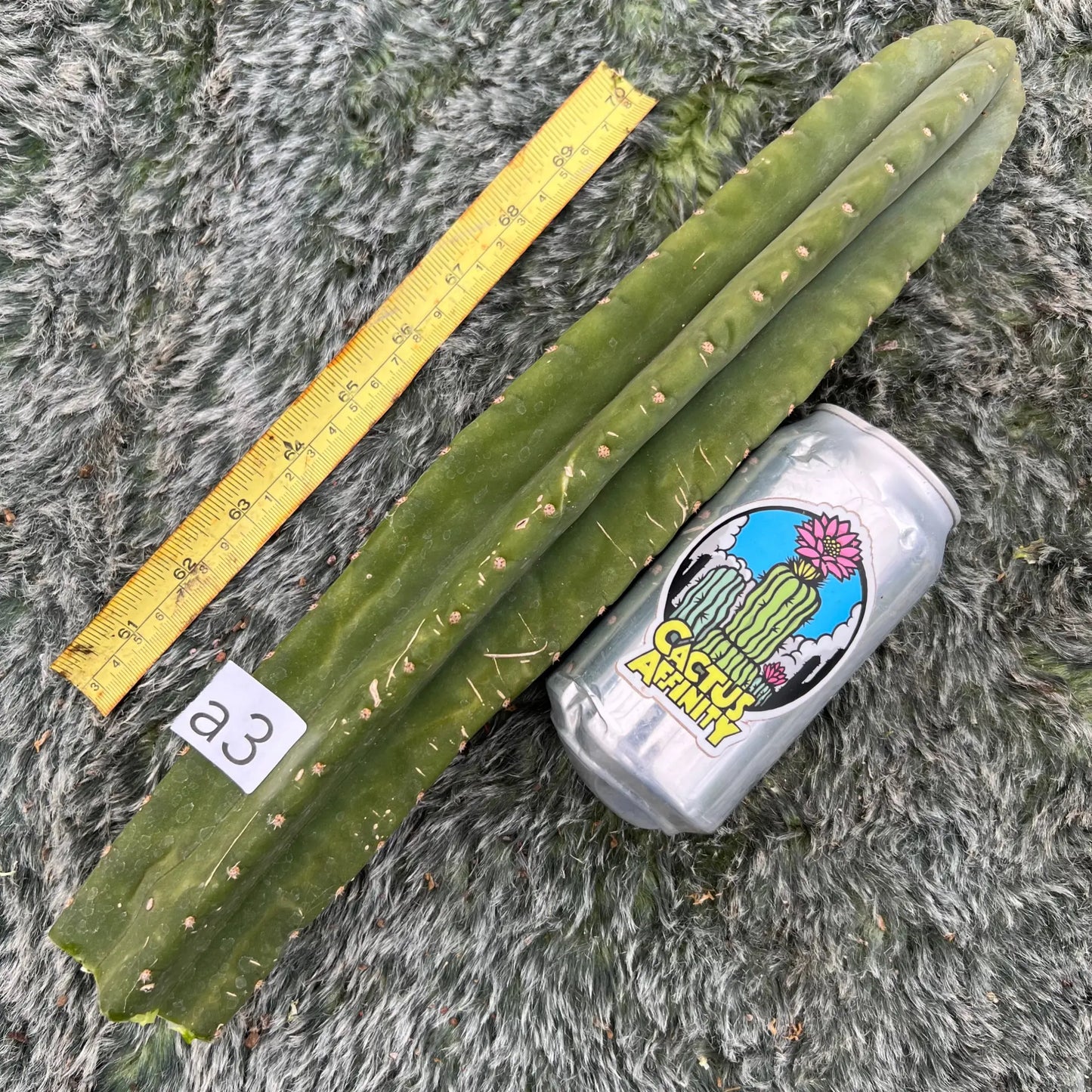 Torres x malo4 - a3 14” tip cut - live cactus plant