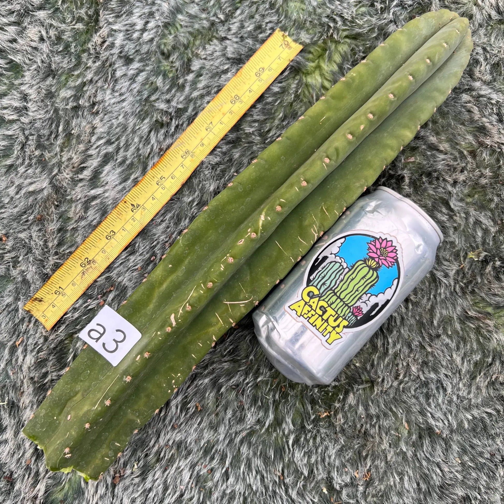 Torres x malo4 - a3 14” tip cut - live cactus plant