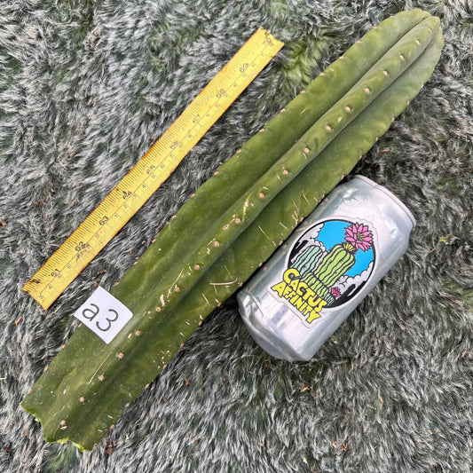 Torres x malo4 - a3 14” tip cut - live cactus plant