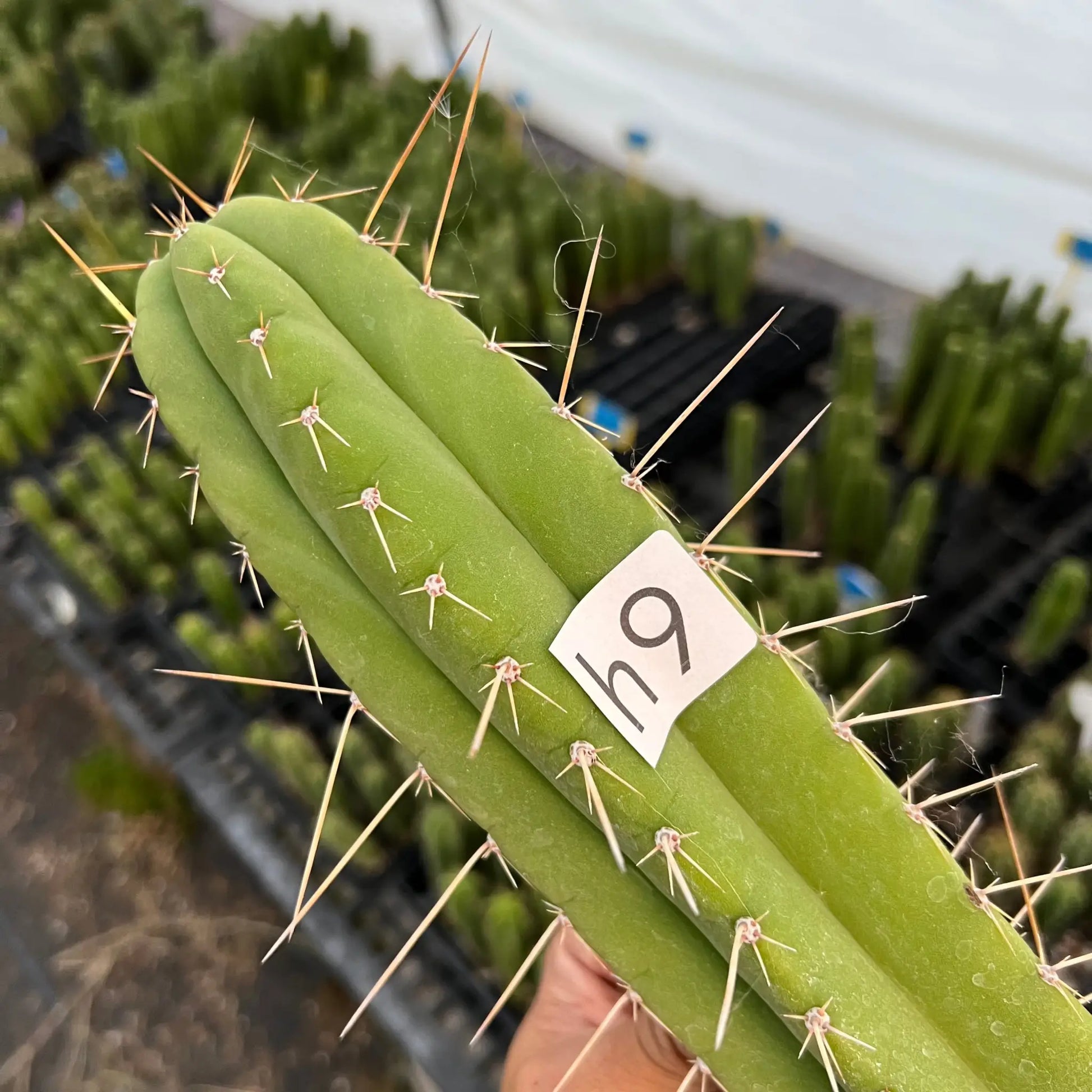 Torres x Yowie - h9 14” tip cutting - live cactus plant