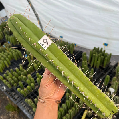 Torres x Yowie - h9 14” tip cutting - live cactus plant