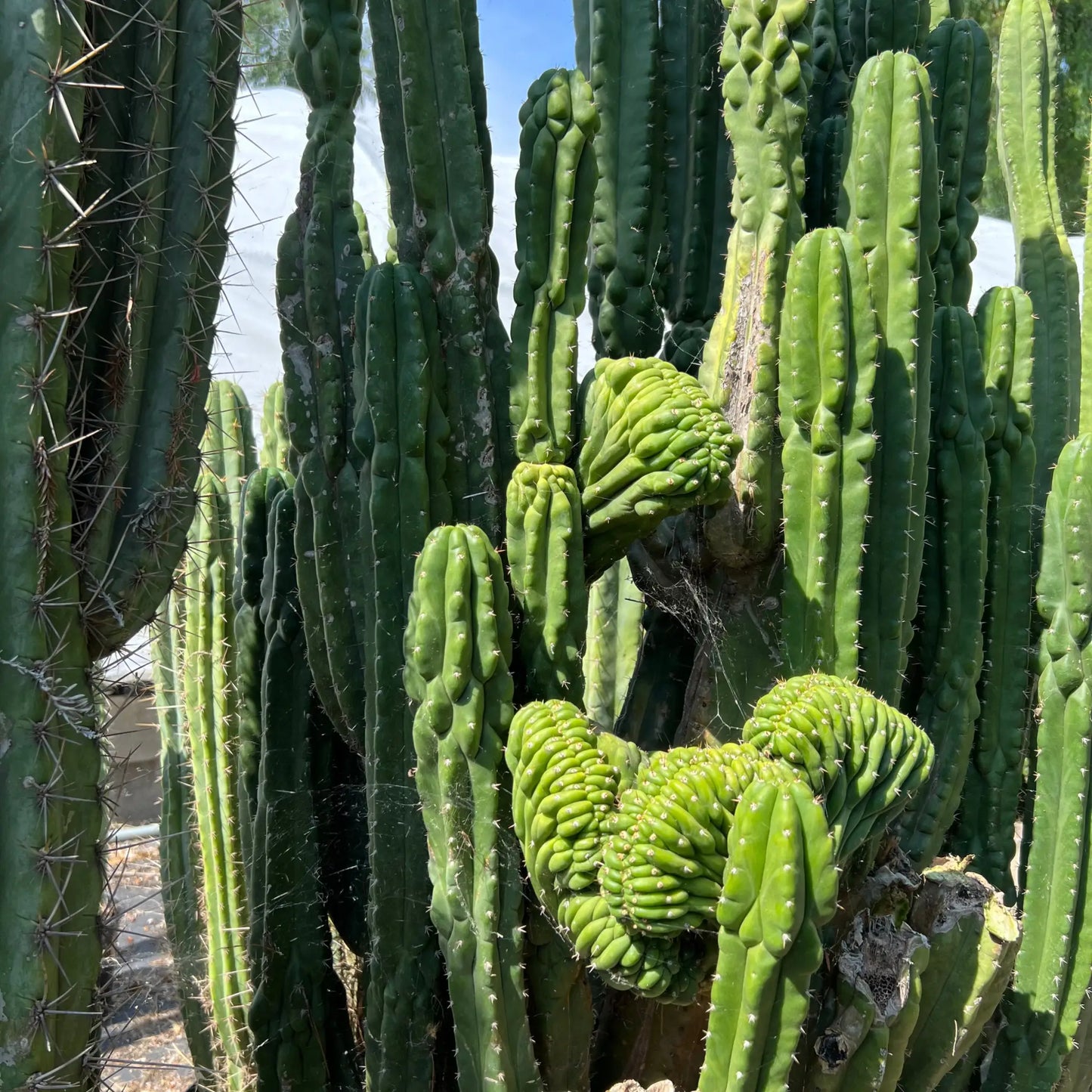 TPM - one 10” tip cutting with crest - live cactus plant