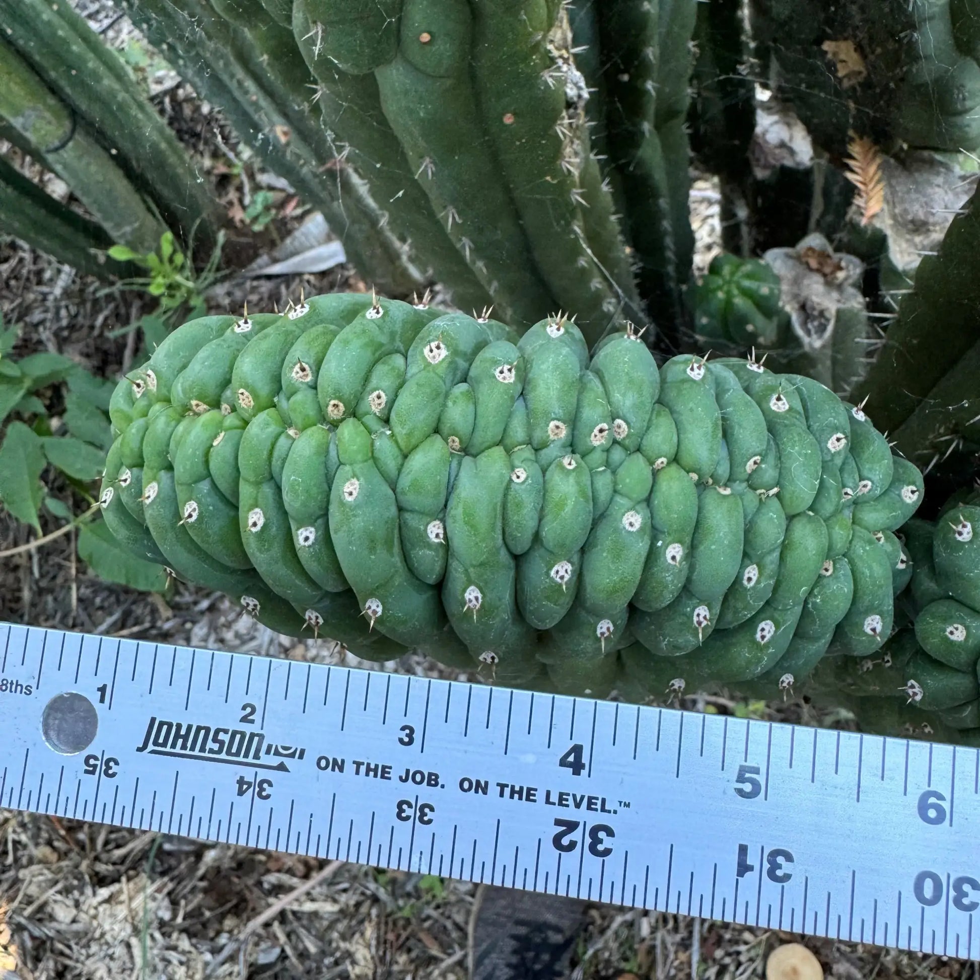 TPM - one 10” tip cutting with crest - live cactus plant