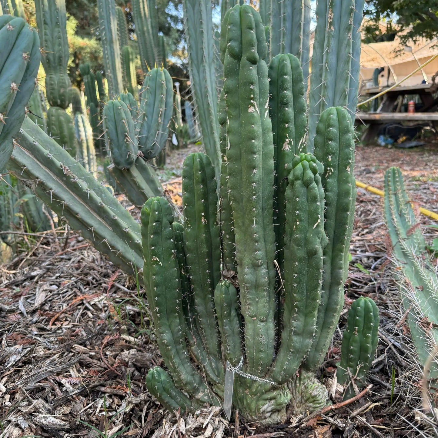 TPM from Chile - live cactus plant cutting