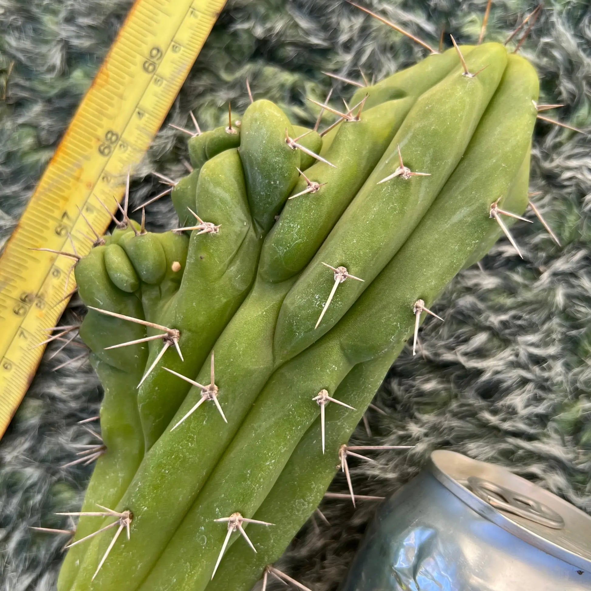 TPM x huancabamba - b6 10” tip cut - live cactus plant
