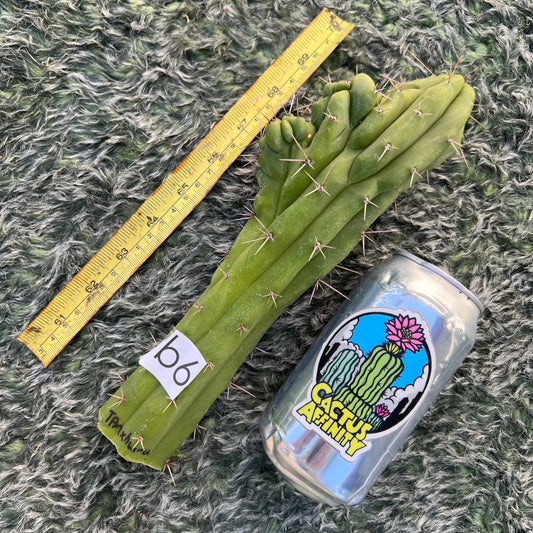 TPM x huancabamba - b6 10” tip cut - live cactus plant