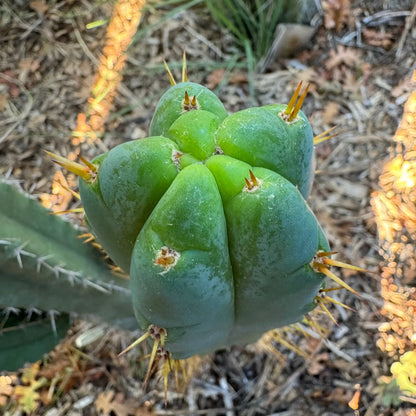 TPM x SS02 - Eres - one 10” tip cutting - live cactus plant