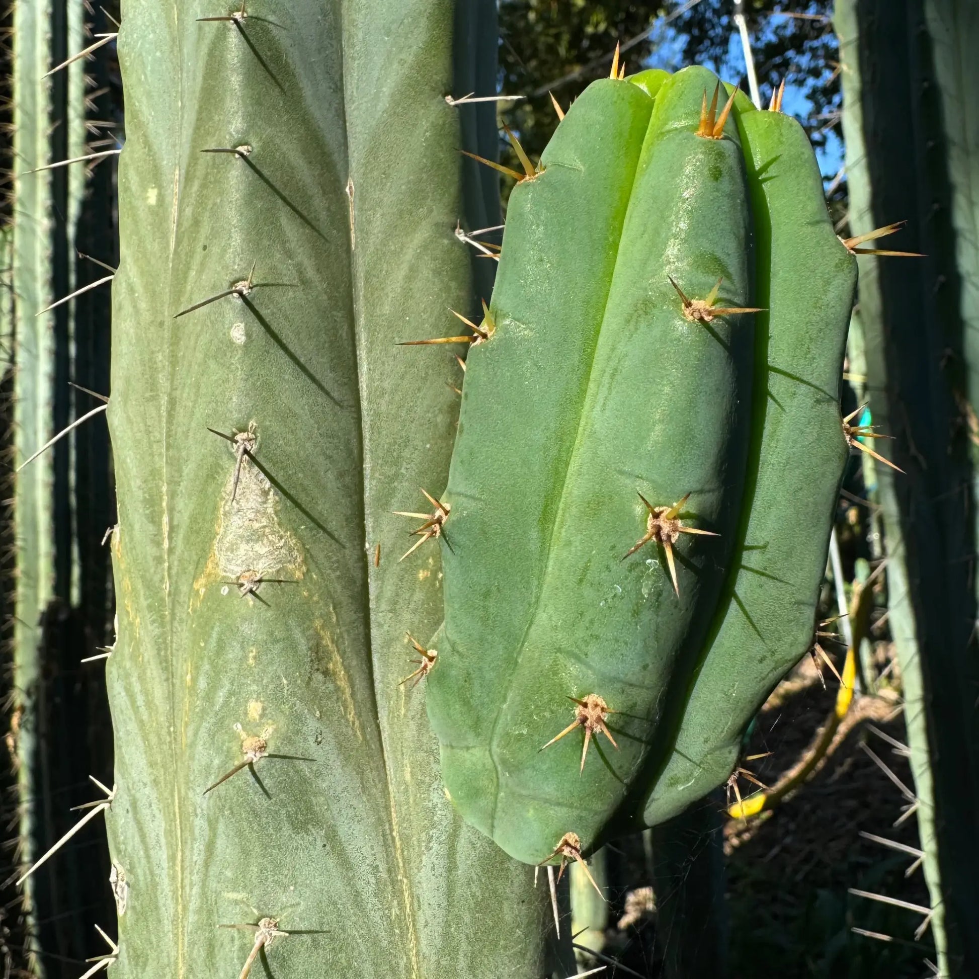 TPM x SS02 - Eres - one 10” tip cutting - live cactus plant