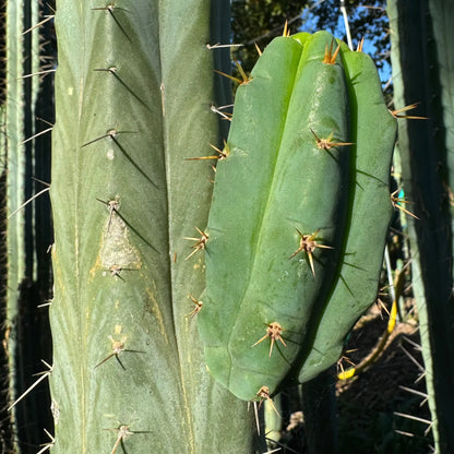 TPM x SS02 - Eres - one 10” tip cutting - live cactus plant