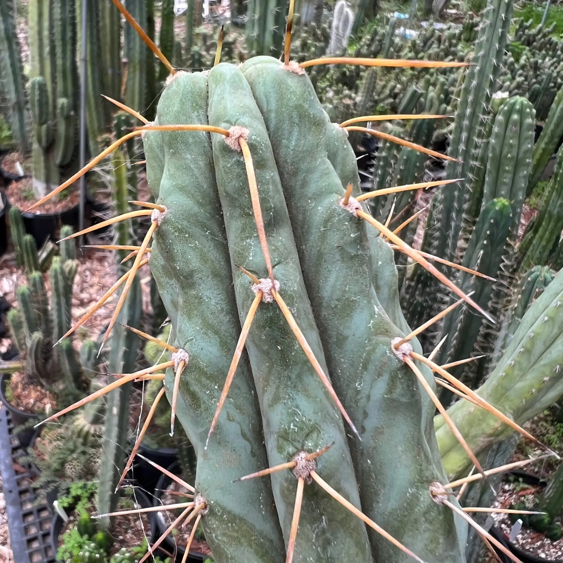 Cactus Affinity - TPM x SS02