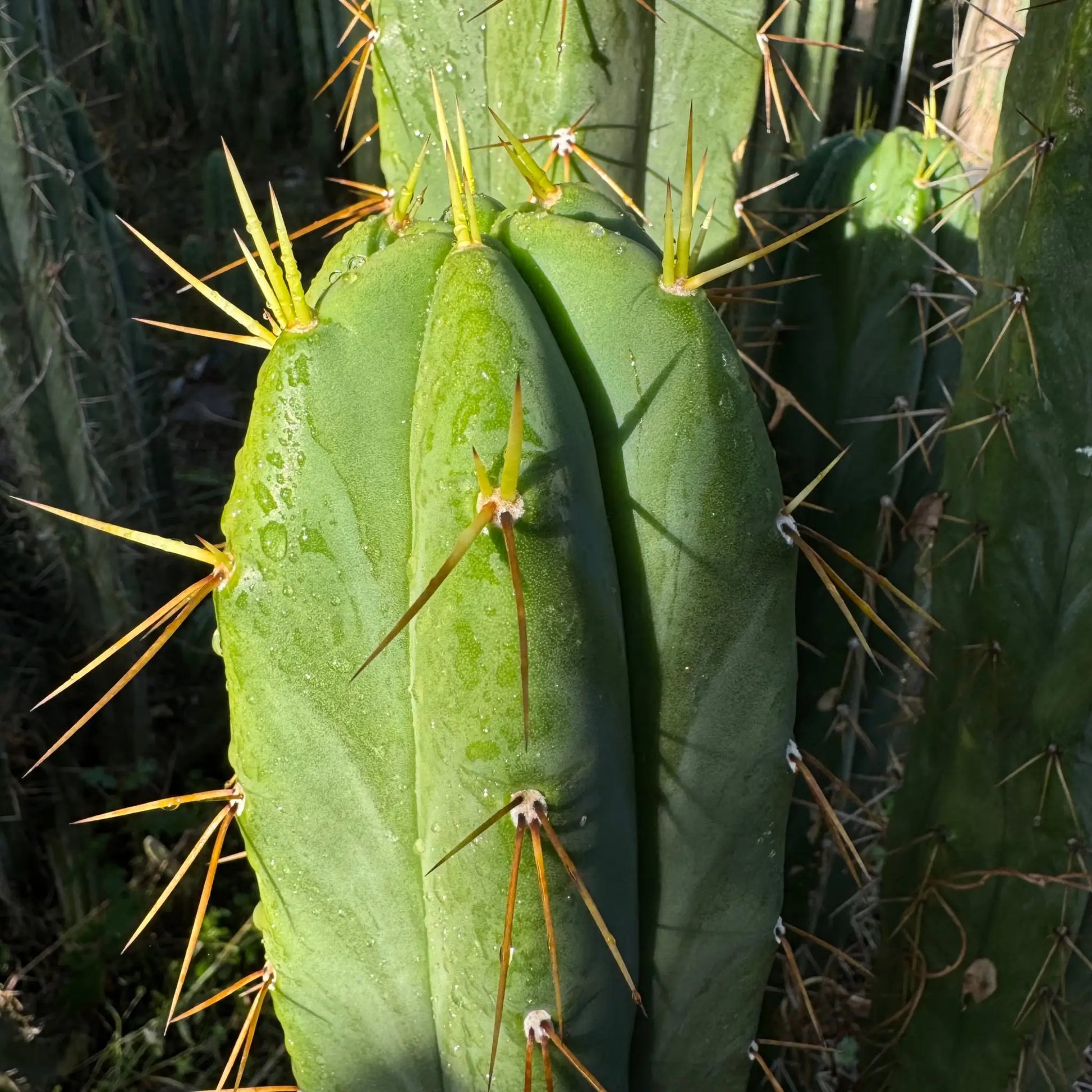 TPM x (SS02 PC) - one 10” tip cutting - live cactus plant