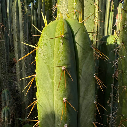 TPM x (SS02 PC) - one 10” tip cutting - live cactus plant