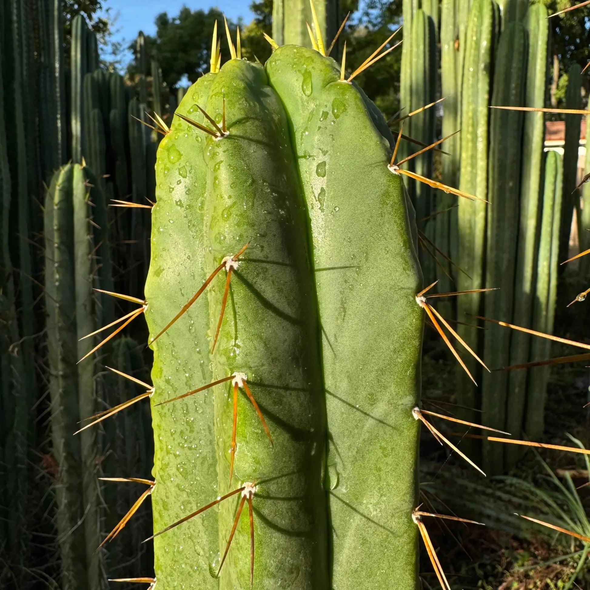 TPM x (SS02 PC) - one 10” tip cutting - live cactus plant