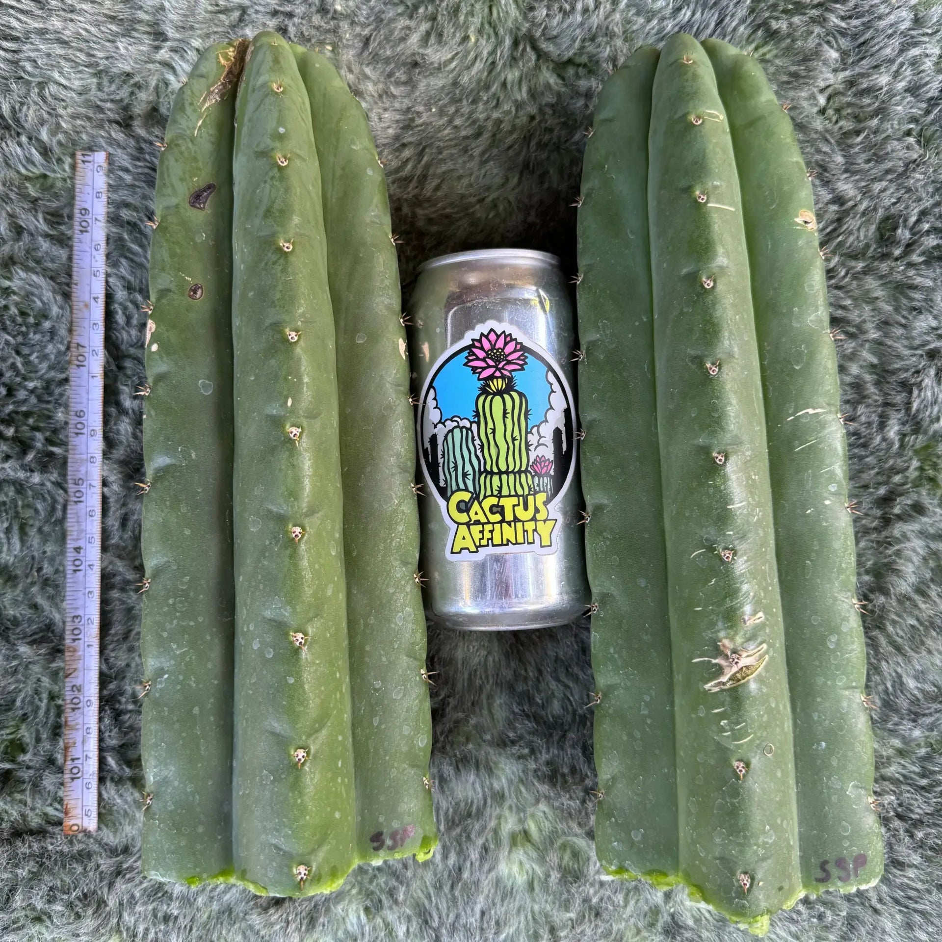 Cactus Affinity - TPnonM SSP pach