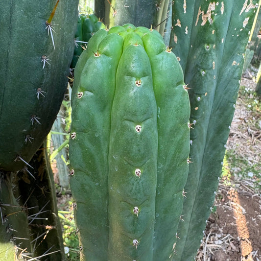 TPnonM SSP pach - live cactus plant