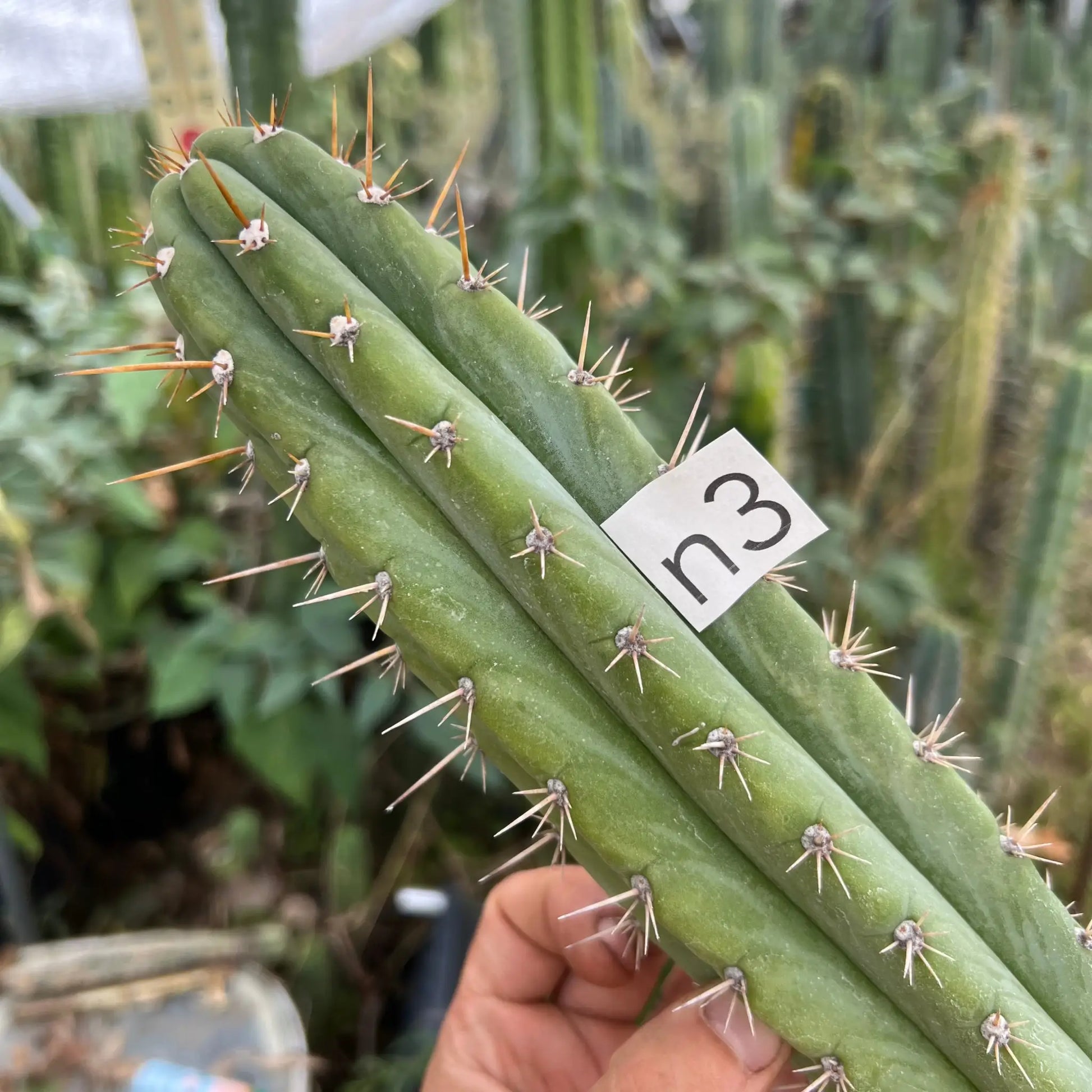 TPQC x scop - n3 14” tip cut - live cactus plant