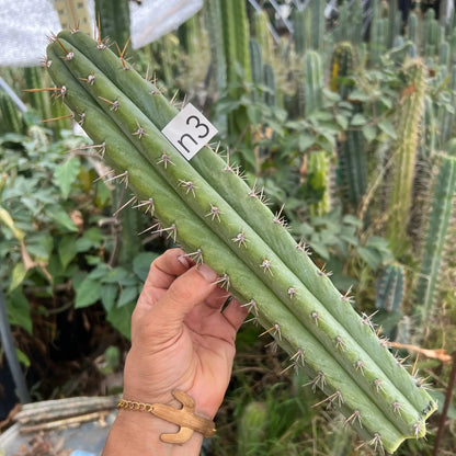 TPQC x scop - n3 14” tip cut - live cactus plant