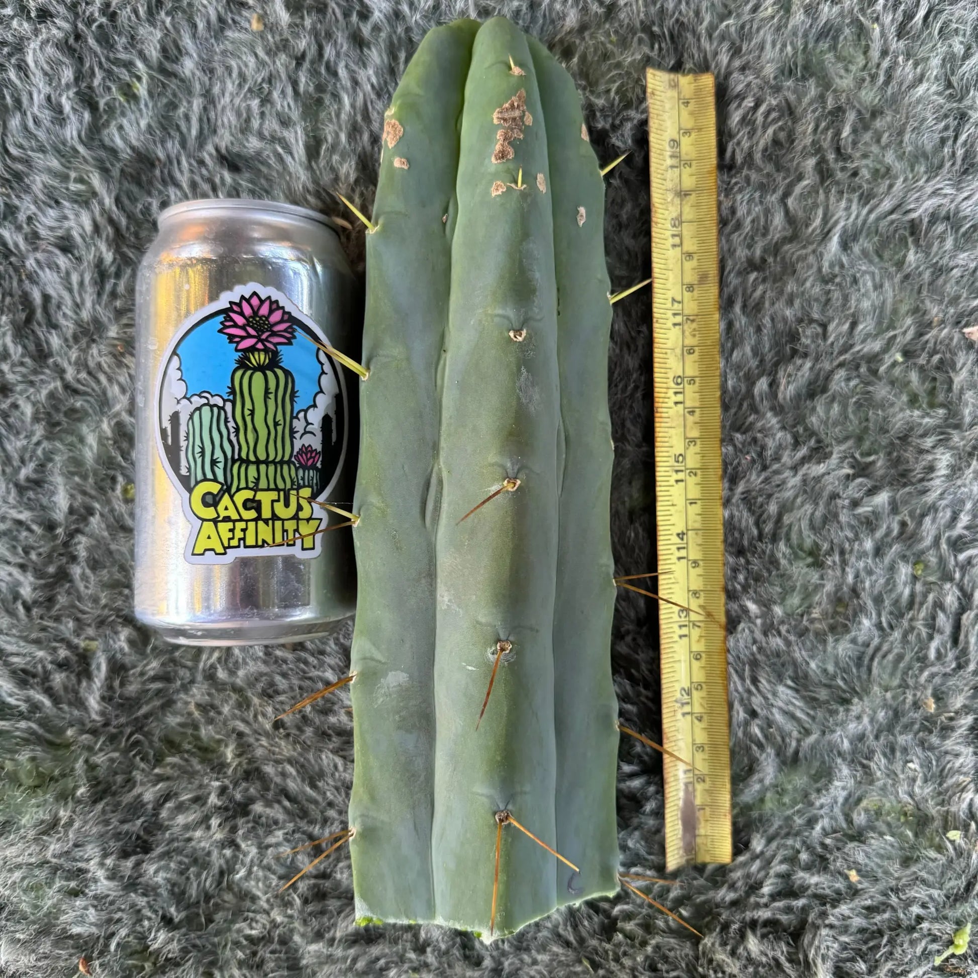 Unknown C - one 10” tip cutting - live cactus plant