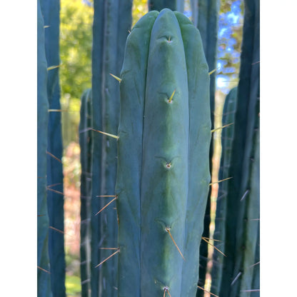 Unknown C - live cactus plant