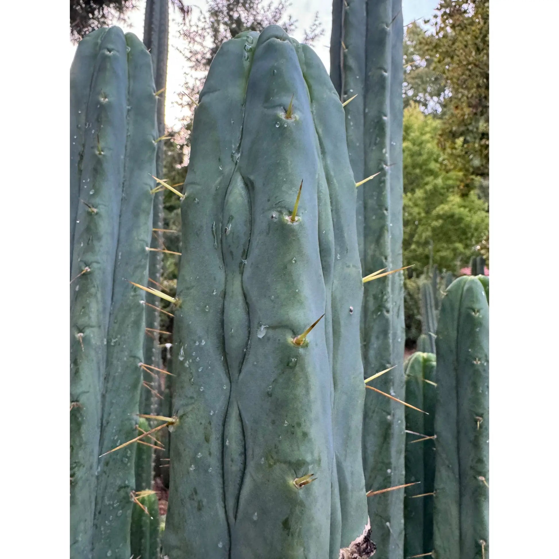 Unknown C - live cactus plant