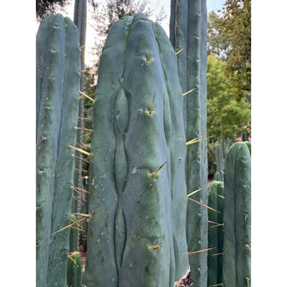 Unknown C - live cactus plant