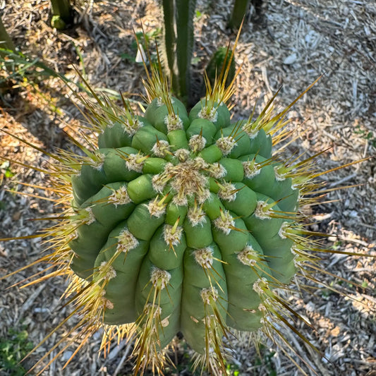 Vali of the Sun - Emer’s validus - live cactus plant