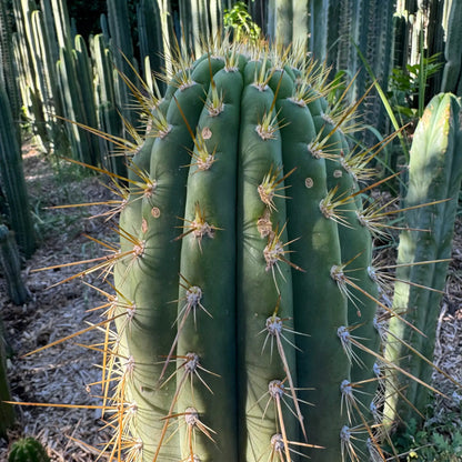 Vali of the Sun - Emer’s validus - live cactus plant