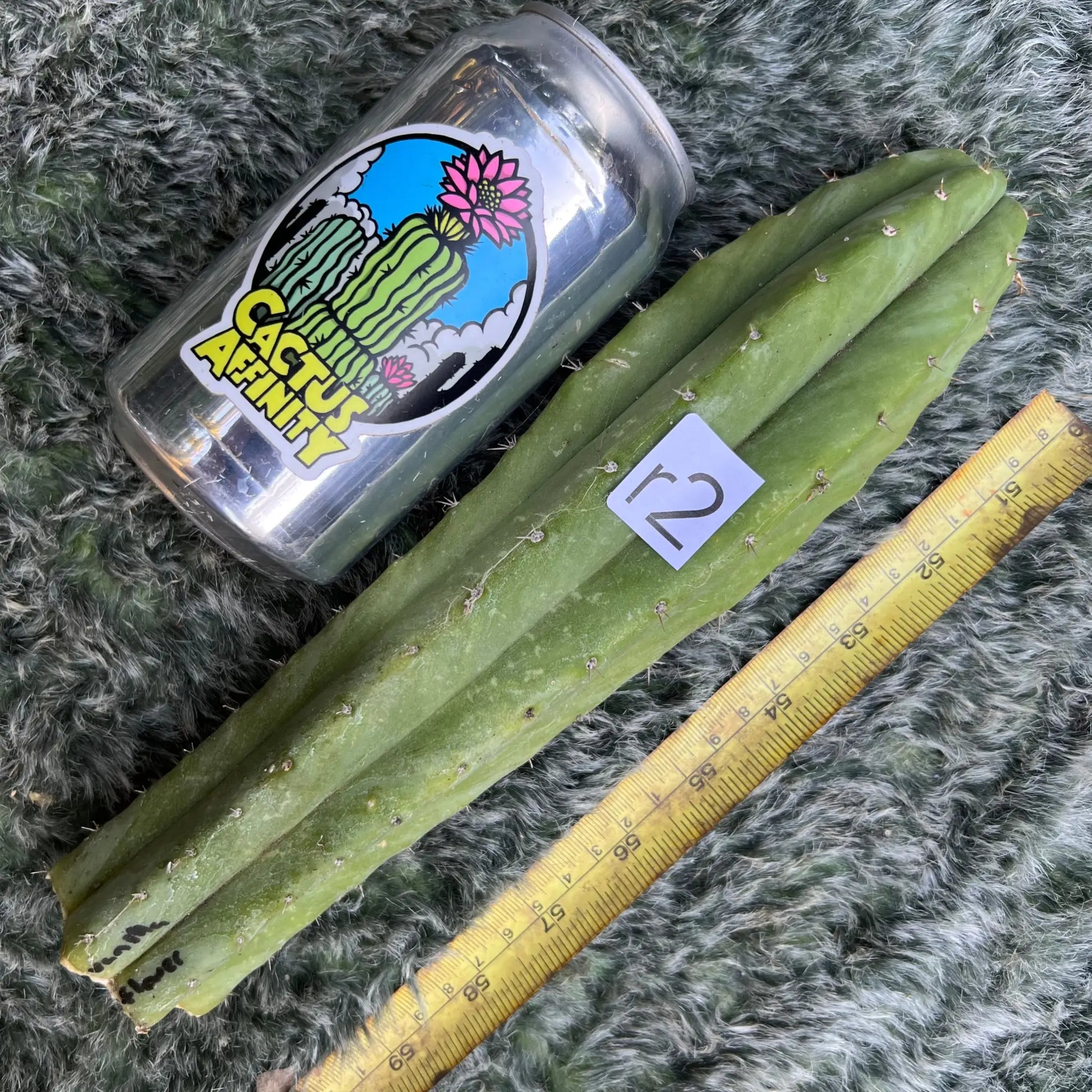 Vanilla Flower - r2 10” tip cutting - live cactus plant