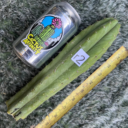 Vanilla Flower - r2 10” tip cutting - live cactus plant