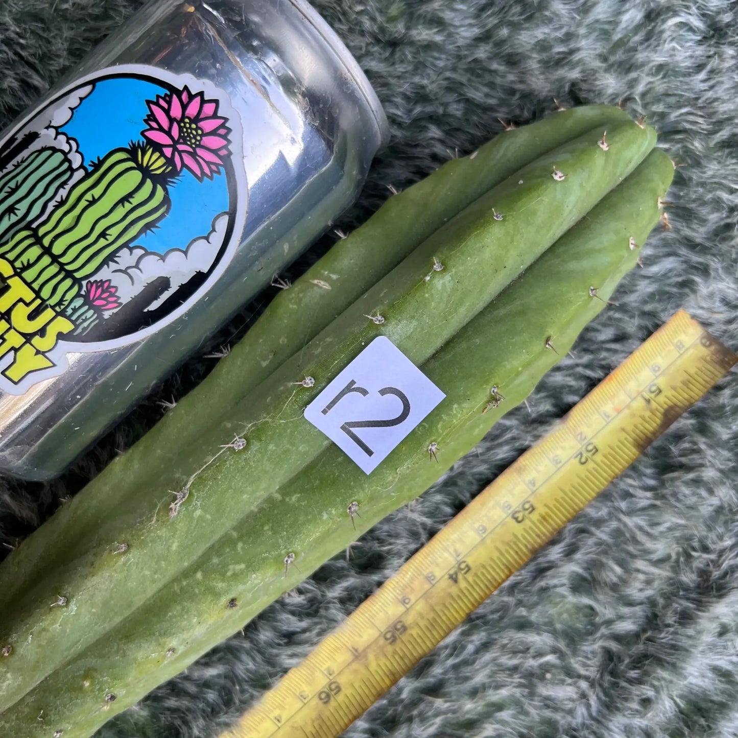 Vanilla Flower - r2 10” tip cutting - live cactus plant