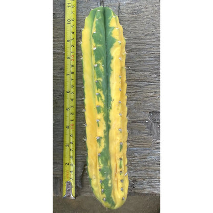 variegated PC - one 10” tip cut - live cactus plant