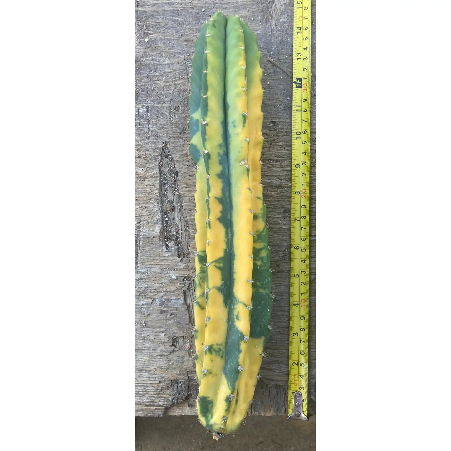 variegated PC - one 14” tip cut - live cactus plant