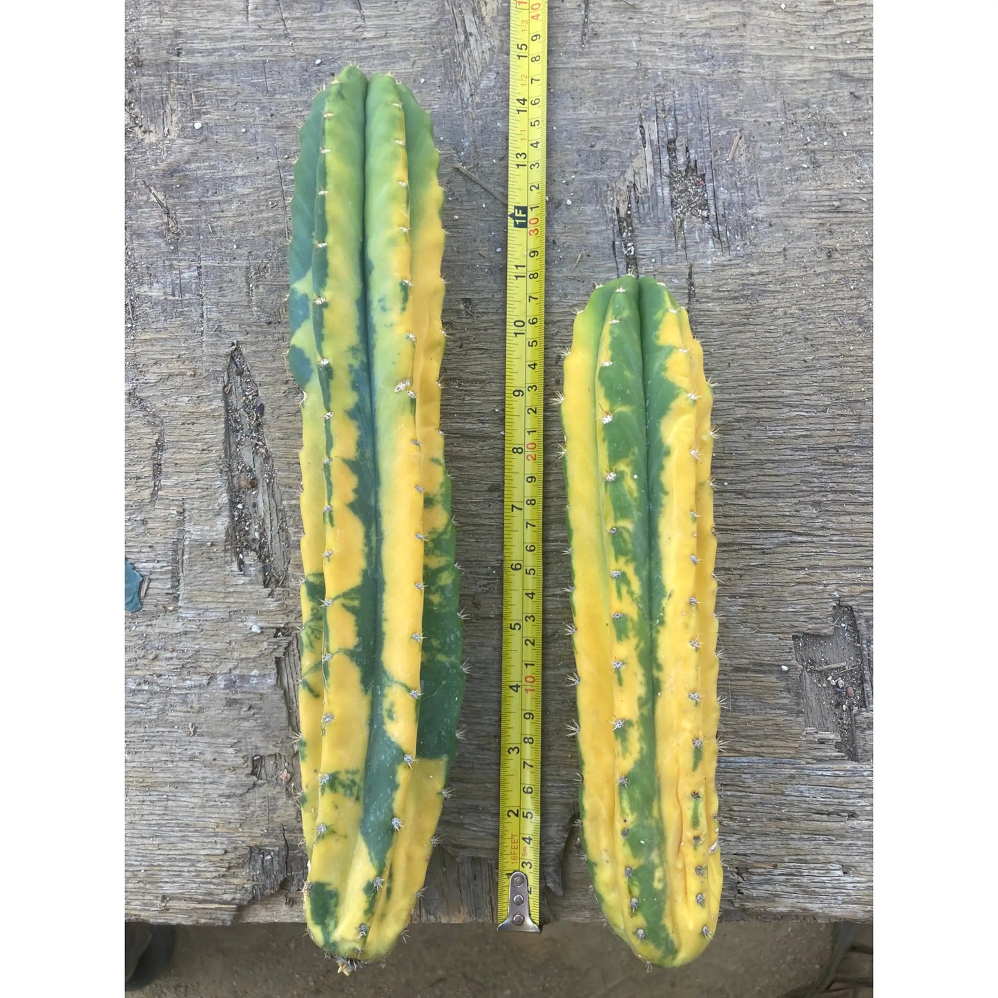 variegated PC - live cactus plant