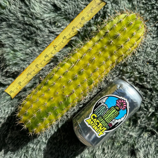 variegated spachianus - 10” tip cut - live cactus plant